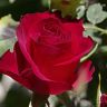 rose rouge