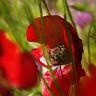 coquelicot