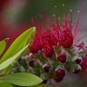 callistemon