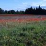 coquelicots