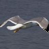 Mouette