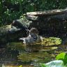 Moineau au bain