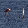 Flamand-rose