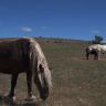 Chevaux de Przewalski